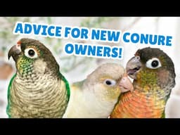 New Green Cheek Conure Owner Tips and Tricks | Green Cheeked Parrot Care Advice | BirdNerdSophie