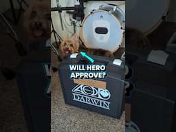 ACD Darwin Pedals Unboxing - My Dog’s 🐶 Verdict?