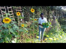 Harvesting Vegetables From Our Backyard Garden.