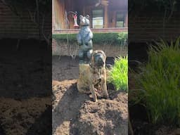Bullmastiff Tonka Excited for Mulch Day! #campdog #bullmastiffs #offroadoverland #bulldog #dogbreeds
