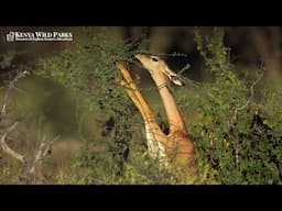 Is It Worth Going To The Samburu National Reserve?