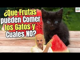 🍓¿QUÉ FRUTAS PUEDEN COMER los GATOS y CUÁLES NO PUEDEN COMER? 🍇GUÍA DEFINITIVA para DIETA FELINA 🥝✅