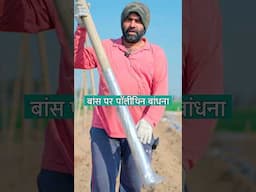 किसान ने लगाया बांस पर पॉलीथिन जानिए क्यों?  क्या है फायदा।बांस पर सब्जियों की खेती