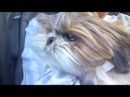 We have to take Murphy to the emergency. He is still in pain  and not moving 😔