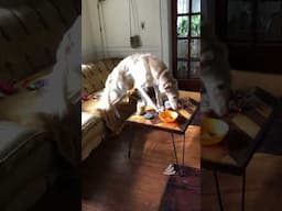 Big dog caught in the (balancing) act stealing a human snack 👀
