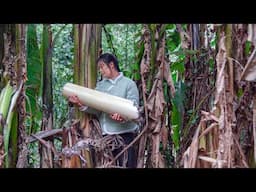 Extracting Starch from 10 Meter High Banana Tree!