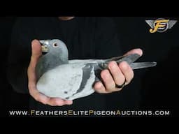 LOT 2 MATTIS 1960 ♂