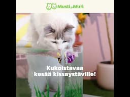 Kaikki tärkeä kissan kesään!