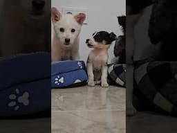 Cute Rescue Puppies Exploring Their New Home 🥰🤫