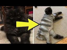 Wife Lets Man Groom The Cat… Never Again