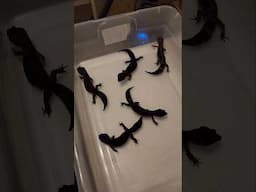 Who's that Pokémon! 🦎🐸