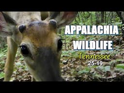 Appalachia Wildlife Video 25-19 of AS THE RIDGE TURNS in the Foothills of the Great Smoky Mountains