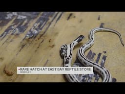 Take A Look: Rare two-headed snake hatches at Berkeley pet store