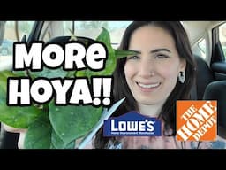 MORE HOYA!! 🌿 Home Depot & Lowe's Plant Shopping in Manchester, NH 🖤