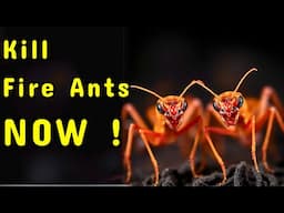 Best Way To Kill Fire Ants In The Garden And Around Your Property