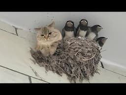 New Funniest Cats And Dogs Videos 2025  😁