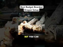 Best Budget Bearded Dragon Setup Part 1