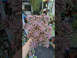 Graptosedum vera higgins | bikolanahardinera #shortvideo #plants #succulentplant