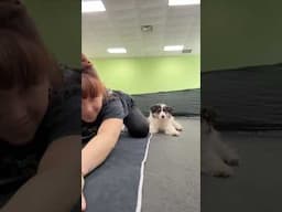 Puppy Yoga 🐶🙊🤭 | Lauren In Real Life #Shorts