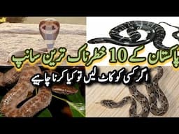 10 Most Venomous Snakes Found in Pakistan | خطرناک ترین سانپ