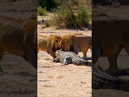 Lions vs Crocodile: Battle of the Beasts!