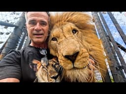LIONS Love Their New Home! | The Lion Whisperer