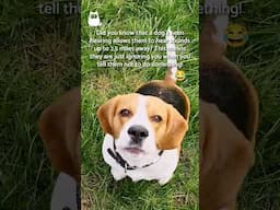 DID YOU KNOW THIS ABOUT DOGS? 🐶👂🏼😲 #DogFacts #SHORTS