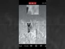 Hunting coyotes with thermals!