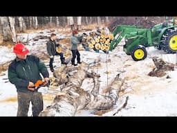 Surviving Alaska:  Firewood, Family and the Power of Birch trees!