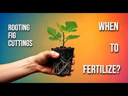 Rooting Fig Cuttings: When & How to Fertilize
