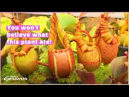 Nepenthes | Volunteer Gardener