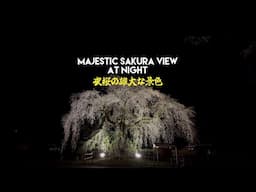 Majestic view of Sakura at night! | 夜桜の雄大な景色