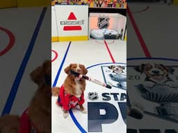 Whiskey starring in The Stanley Pup! Tune in this weekend 🏒🤩 #stanleycup #hockey #doglover #dogs