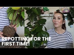 Repotting my FIDDLE LEAF FIG After 3 1/2 Years! -- This was way overdue!