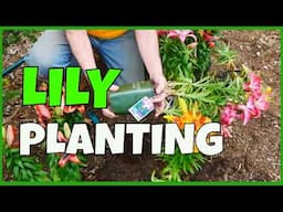 How to Plant Lilies (for Future Success)