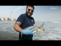 It’s a Shell-abration: Houston Zoo Releases 25 Sea Turtles Back Home