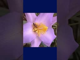 This Rare Plant Needs Diamond Host Rock to Survive