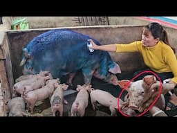 Exudative dermatitis in sows is transmitted to piglets. ( Ep 347 )
