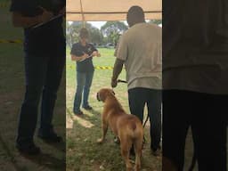 Sweet female Boerboel in Appraisal ring #shorts #boerboel #dog