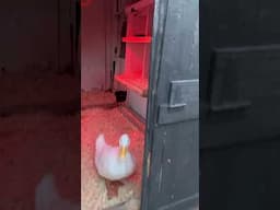 Morning routine with Chickens and Ducks