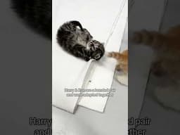 Battersea's Harry Potter Kittens