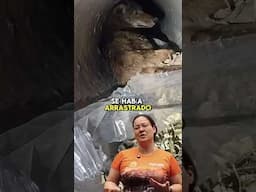 Atropello de Coyote en la 27 Costa Rica🇨🇷 #wildlife #animals #coyote #costarica #animalrescue