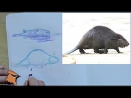 Urban Beavers in Martinez: Art & Conservation