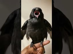 Crow Sound Crowing 🐦‍⬛ Little crow singing and dancing #shorts