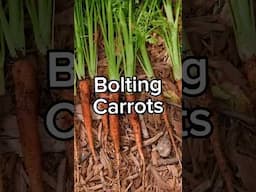Carrots Bolting? Here’s What to Do