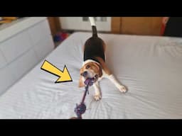 5 Things You THINK You Know About Beagles… But Are WRONG!