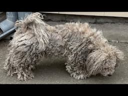 This Dog Should Be White- 🔴 Live Grooming Neglected Dog