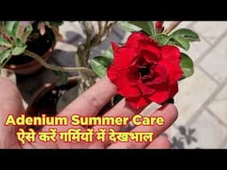 गर्मियों में कैसे करें देखभाल / Adenium summer care tips / Watering / Gardening