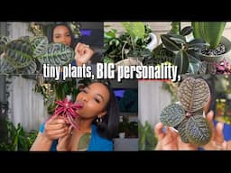 Small houseplants for small spaces .🪴💫