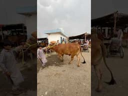 450000😳 #cowmandi  #cowmandipakistan  #hammadkhanvlogs